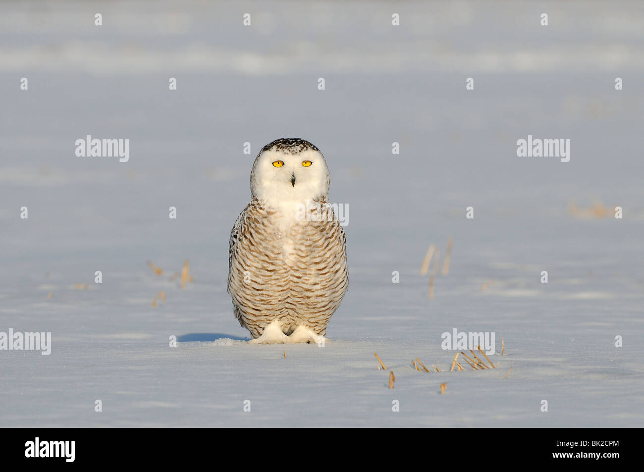 Snowy Owl (Nyctea scandiaca) standing on snow overed ground, Quebec, Canada Stock Photo