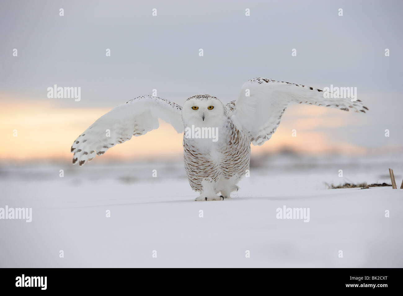 Snowy Owl (Nyctea scandiaca) walking on snow, Quebec, Canada Stock Photo