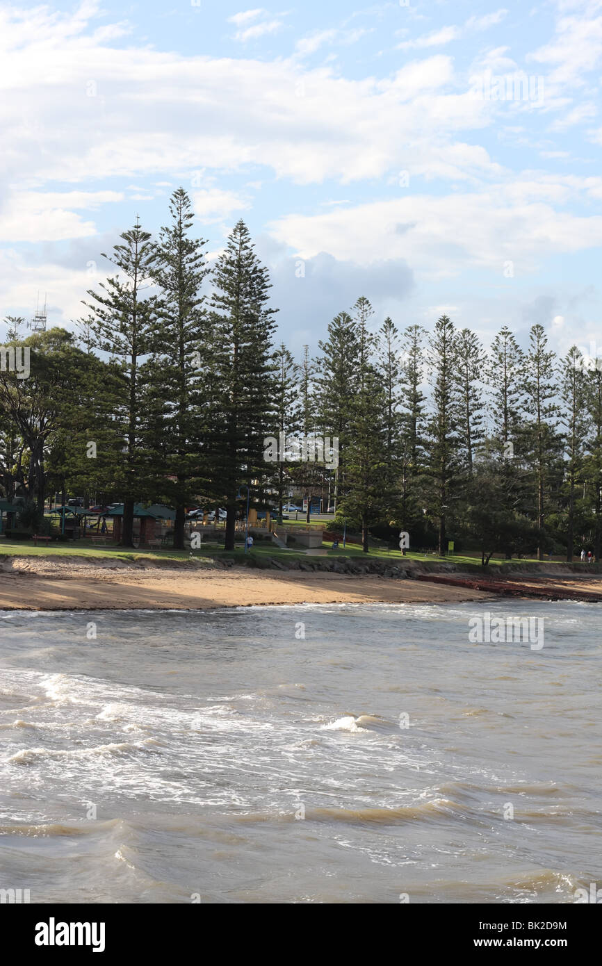 Pine Trees by the Sea Stock Photo - Alamy
