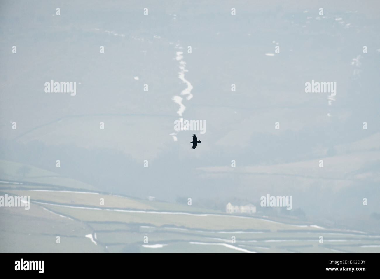 Raven (Corvus corax) Peak District, Derbyshire, UK Stock Photo
