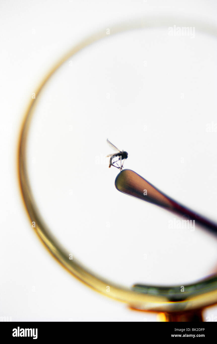 Dead mosquito under magnifying glass Stock Photo