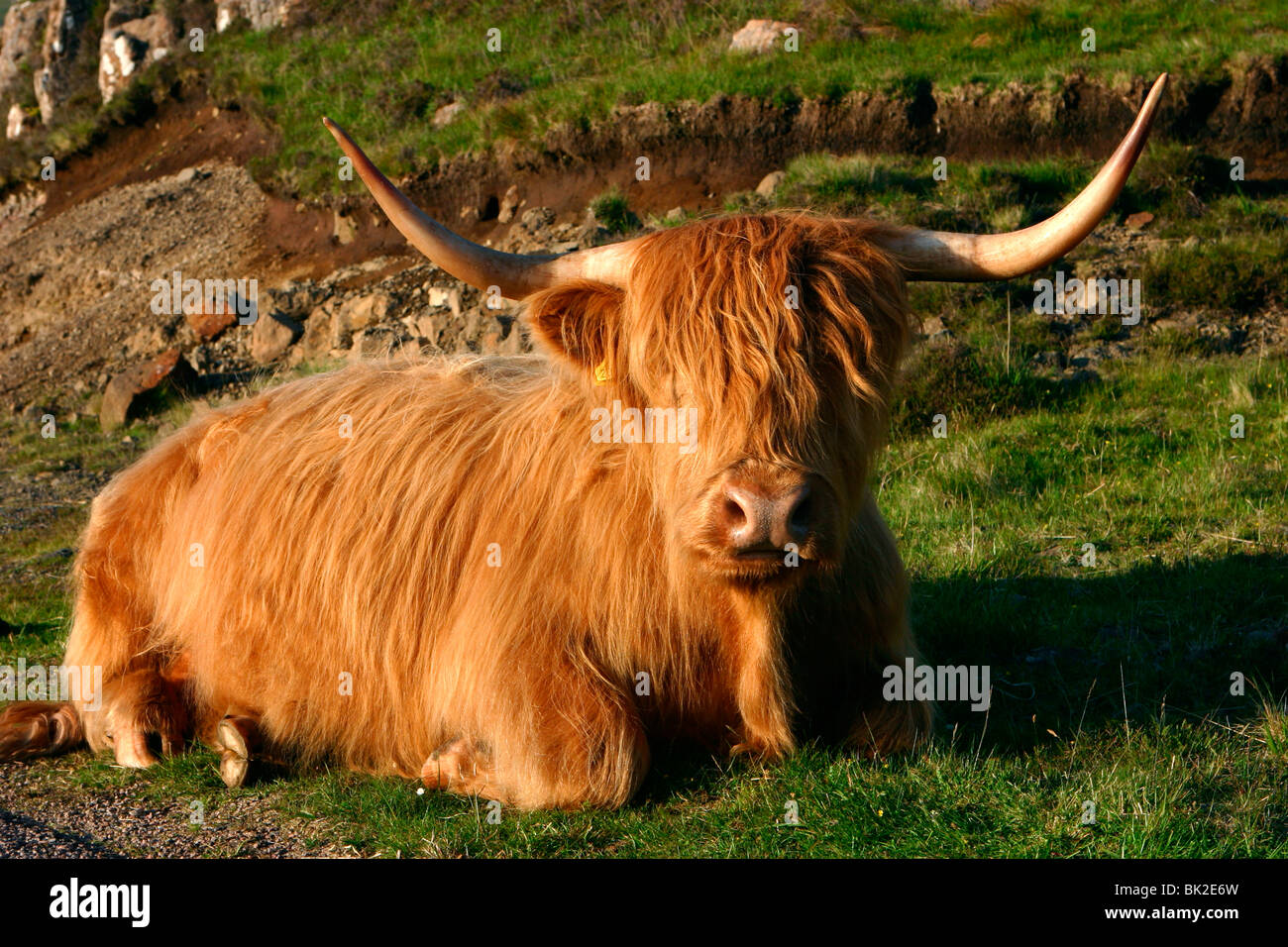 Highland cattle, Scotland Stock Photo Alamy