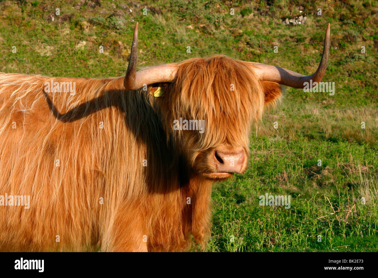 Highland cattle, Scotland Stock Photo Alamy