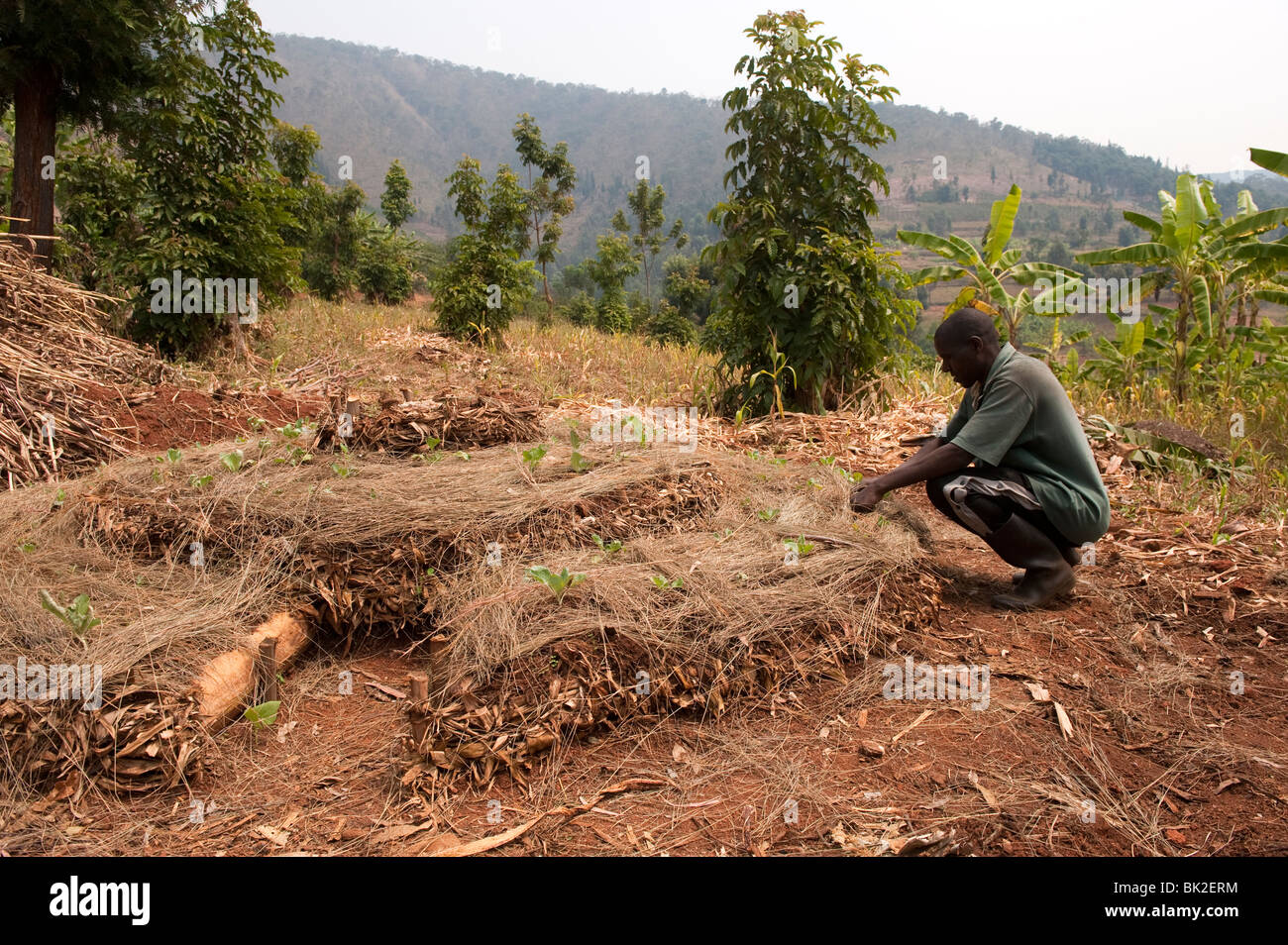 Farmer building a keyhole garden, which aids water retention. Rwanda. Stock Photo
