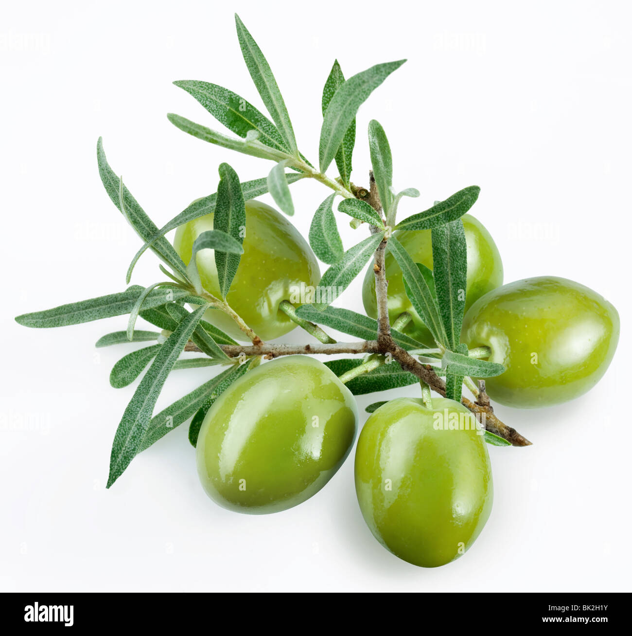 green olives with a branch on a white background Stock Photo