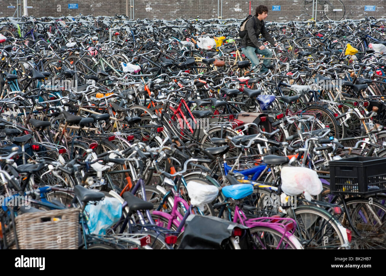 Many bicycles parked in public park in The Netherlands Stock Photo