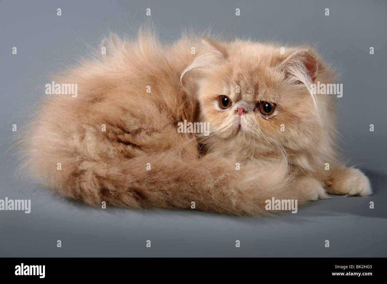 Brown Persian kitten Stock Photo - Alamy