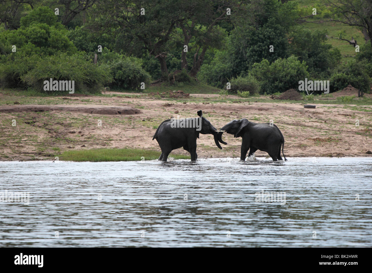 Two elephants play fight in the shallow water of the Chobe River in the ...