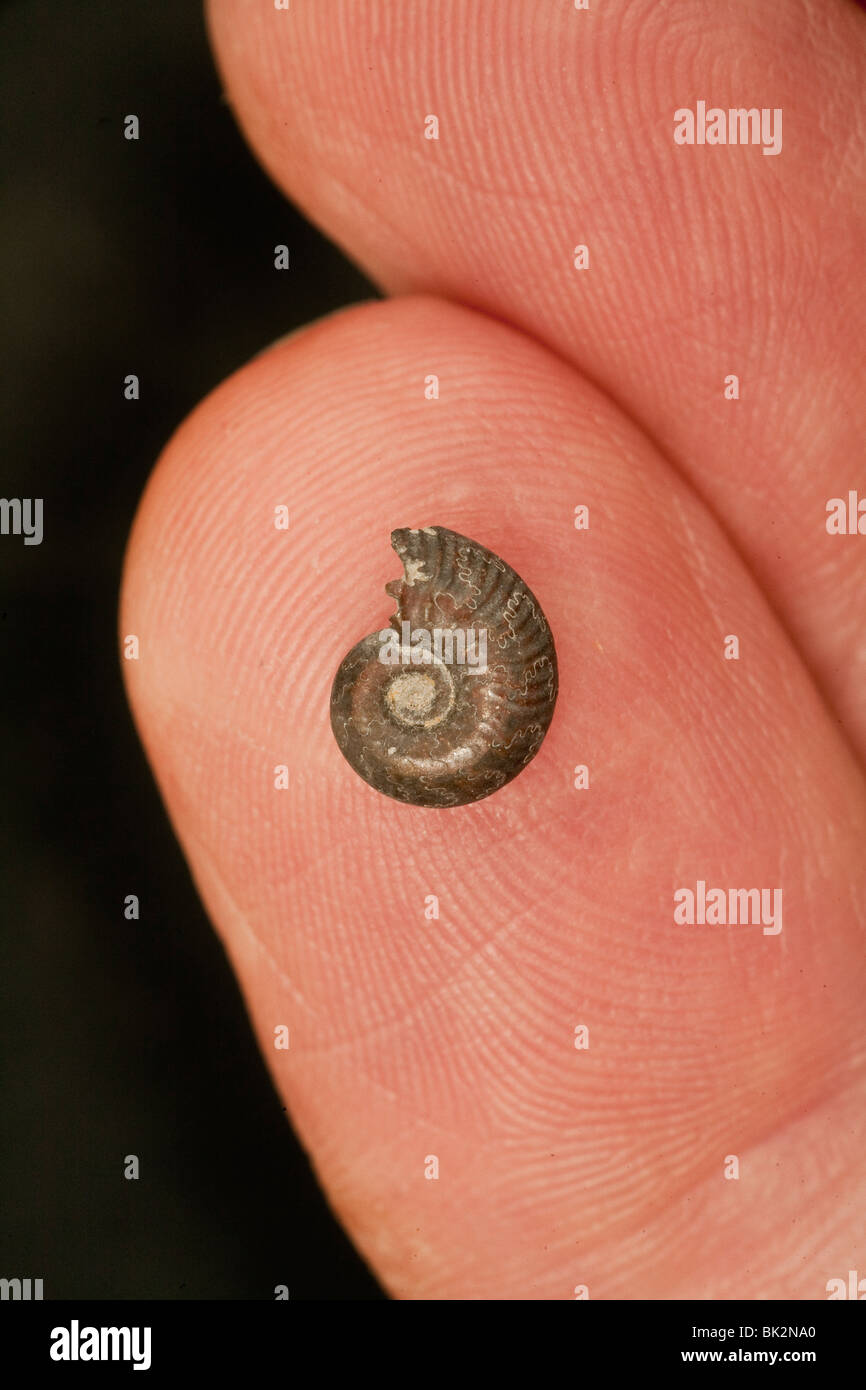 Pyritized fossil ammonite, tiny specimen held on a fingertip for scale Stock Photo