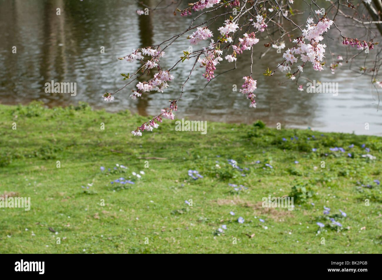 Spring abstract hi-res stock photography and images - Alamy