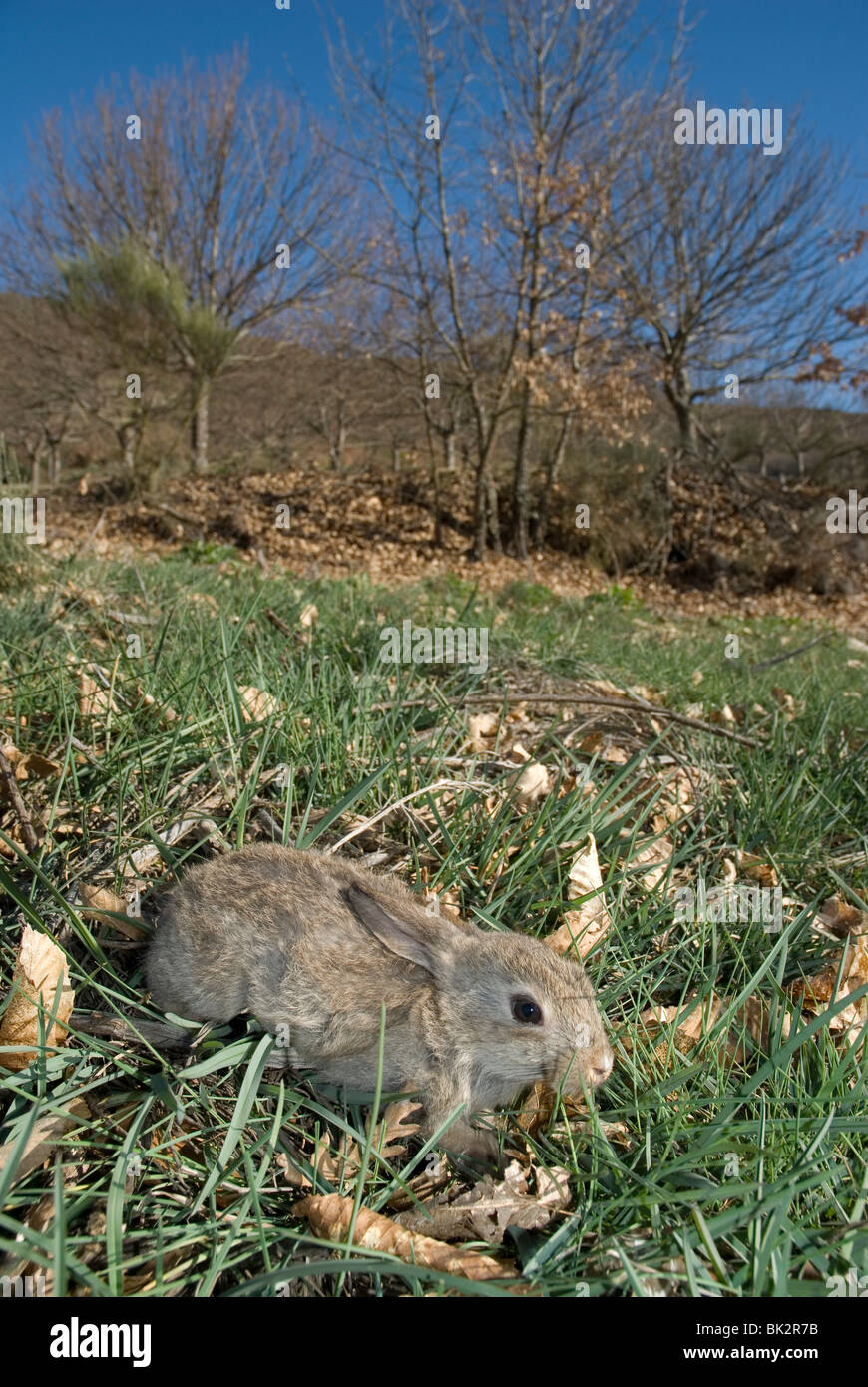 Young rabbit (Oryctolagus cuniculus) Stock Photo