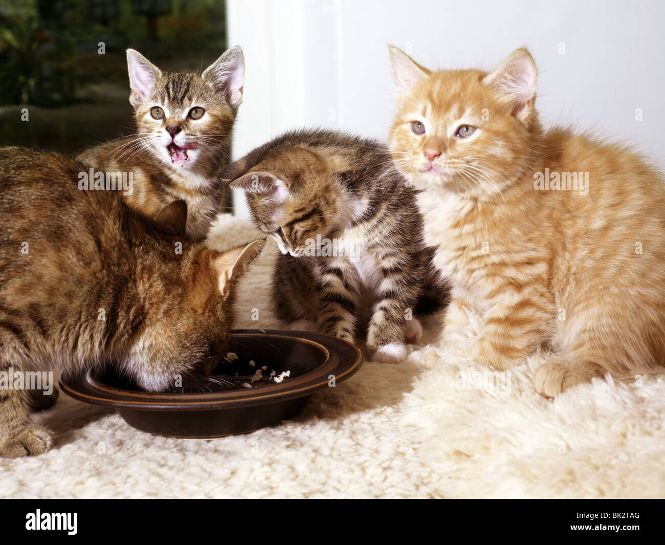 Mother Cat Eating And Kittens By Food Bowl Stock Photo Alamy