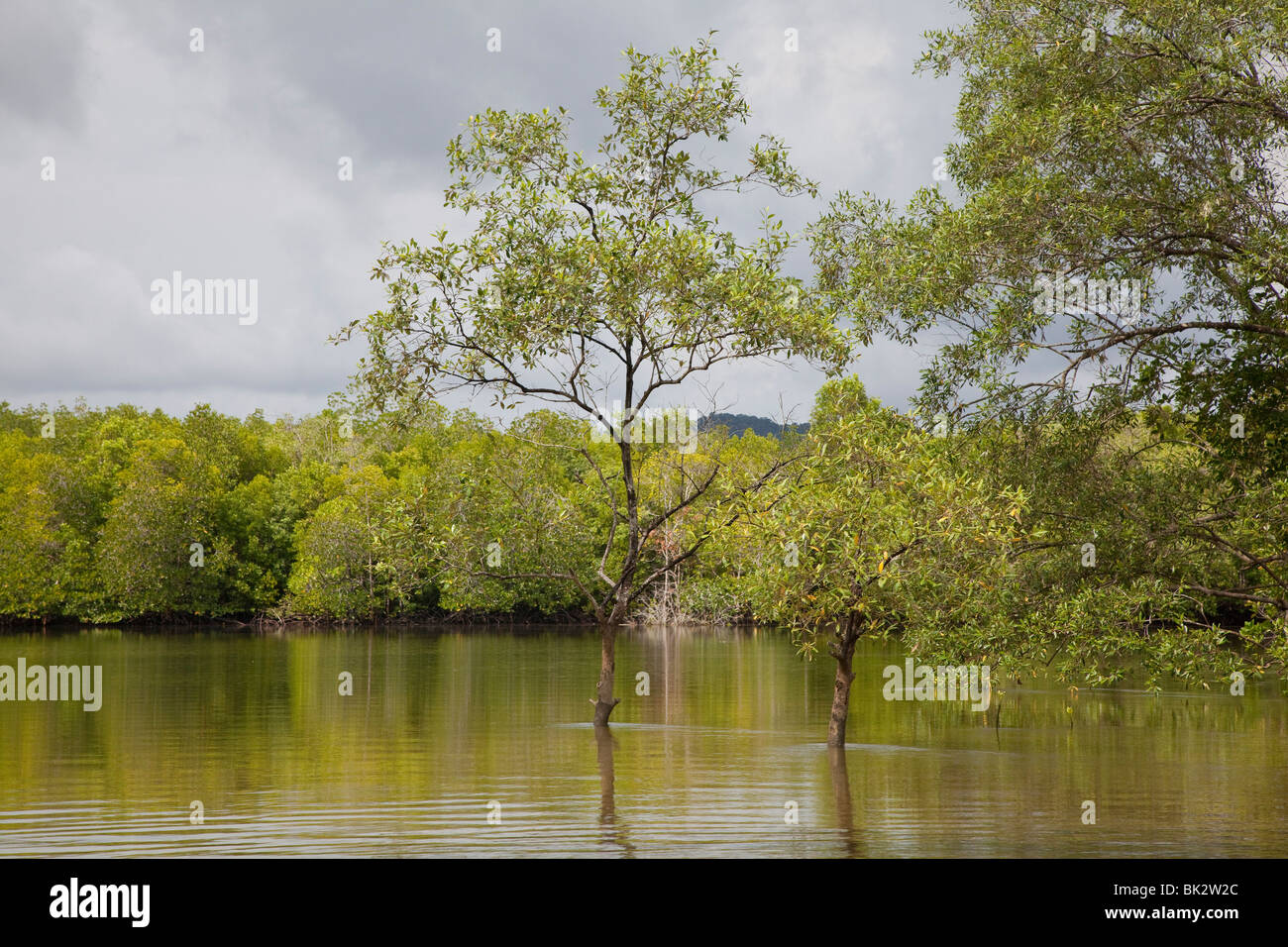 Langkawi Geopark mangroves Malyasia, submerged trees Stock Photo