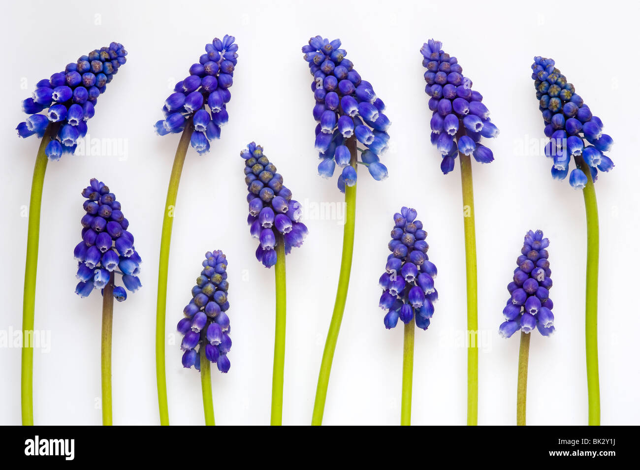 grape hyacinth or muscari arranged on a white background Stock Photo