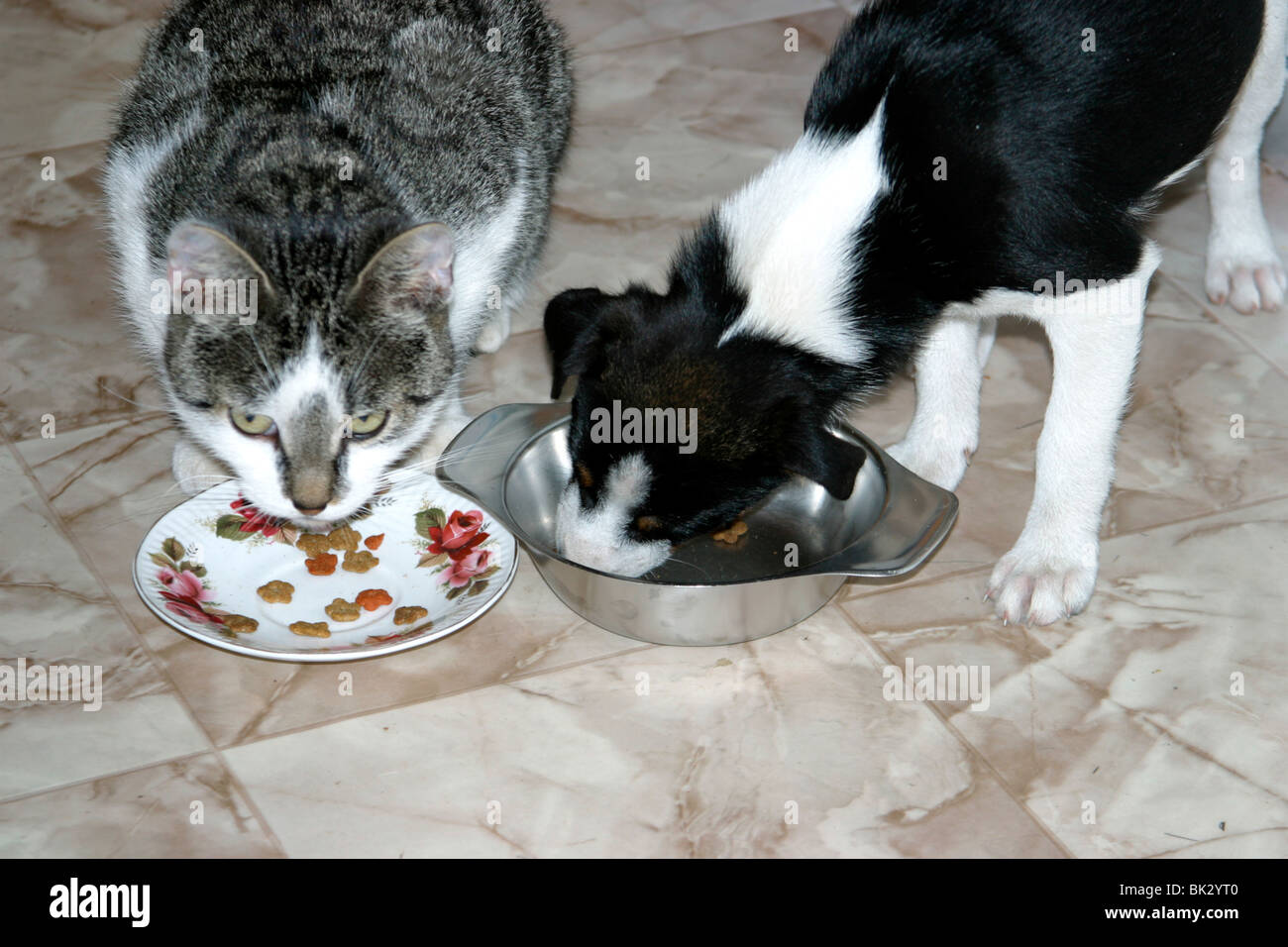 Cat and dog eating side by side together Stock Photo Alamy