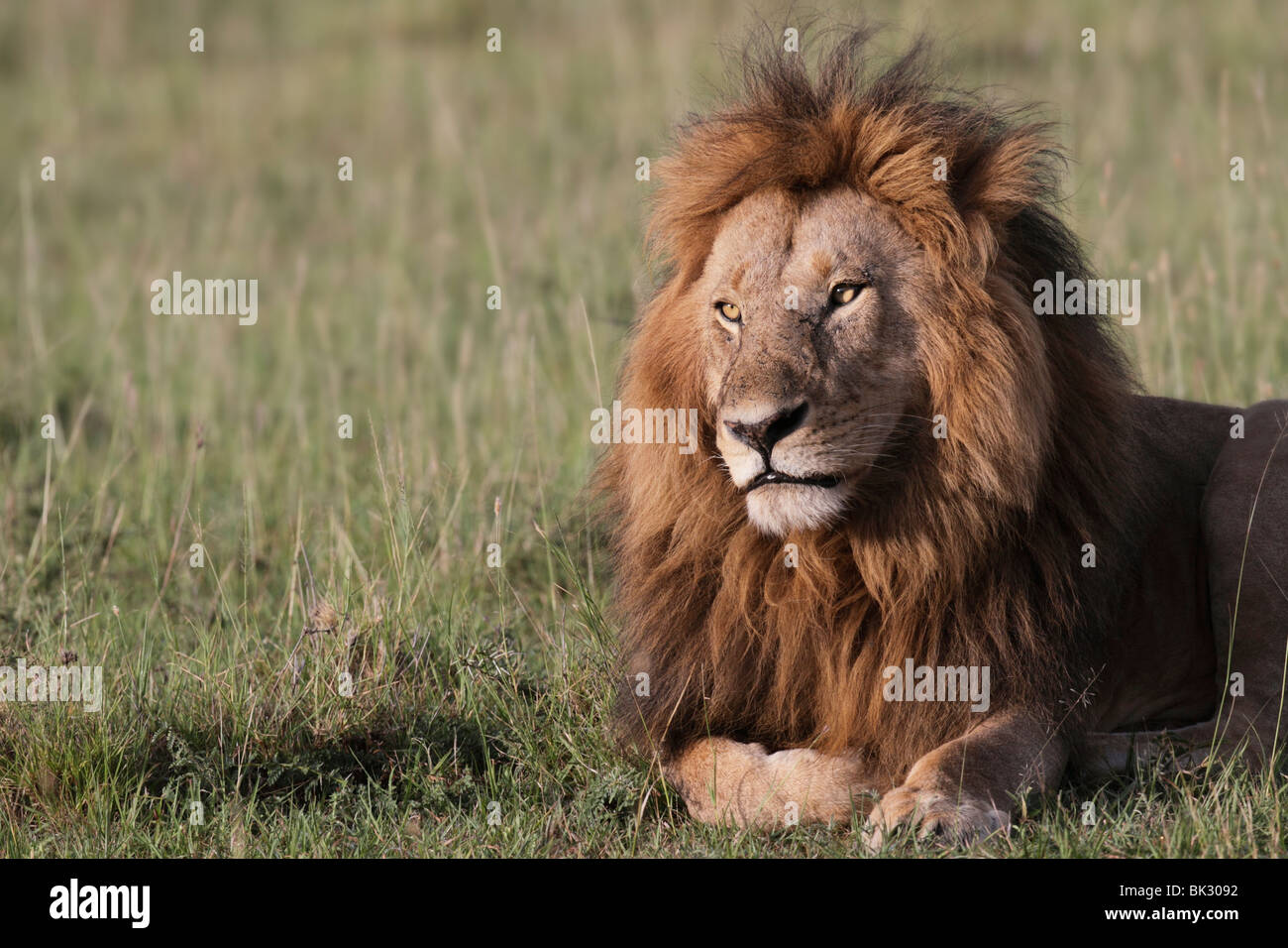 Male lion in the mara hi-res stock photography and images - Alamy