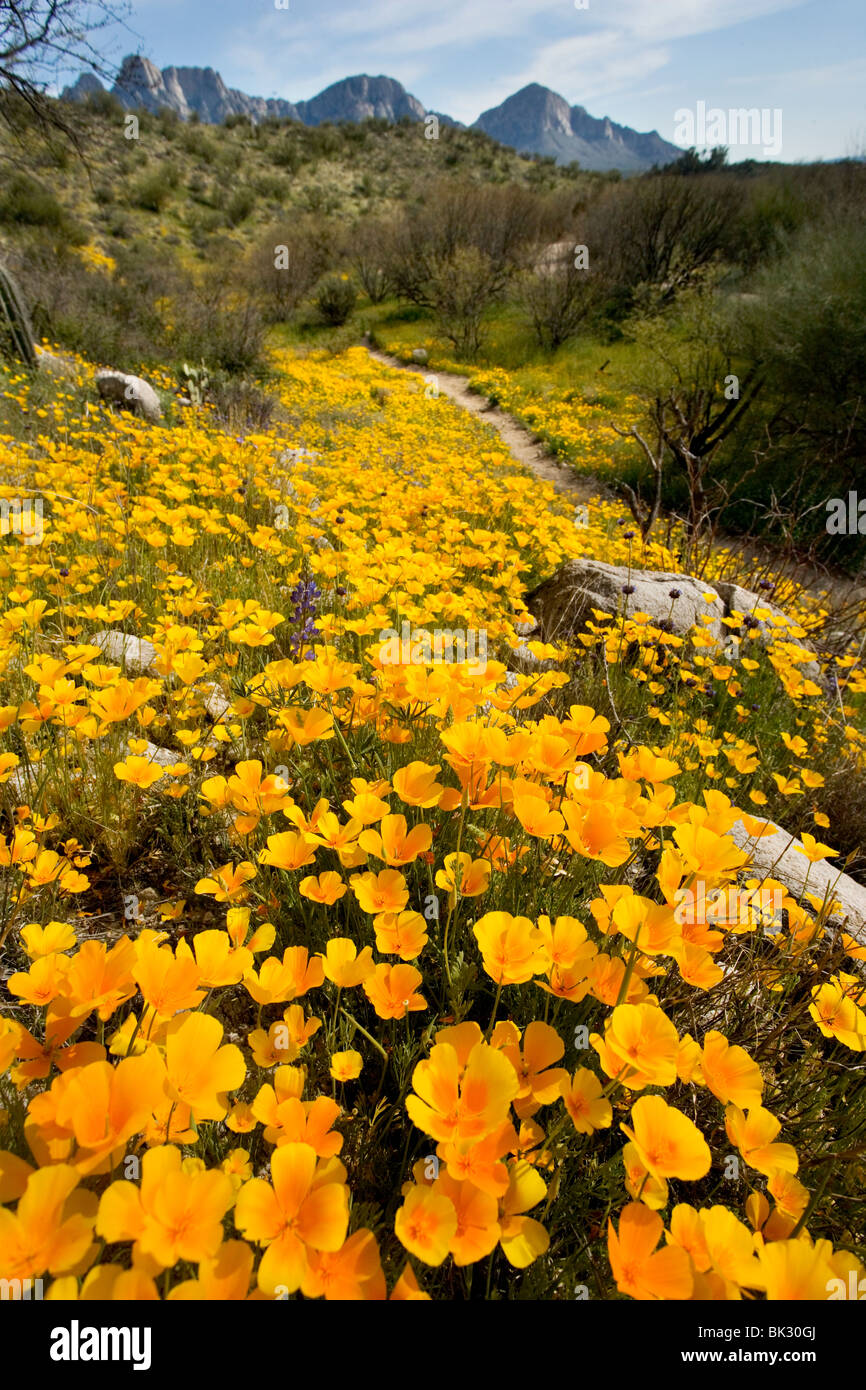 A large field of orange and yellow poppies and wildflowers at Catalina State Park near Tucson, Arizona. Stock Photo