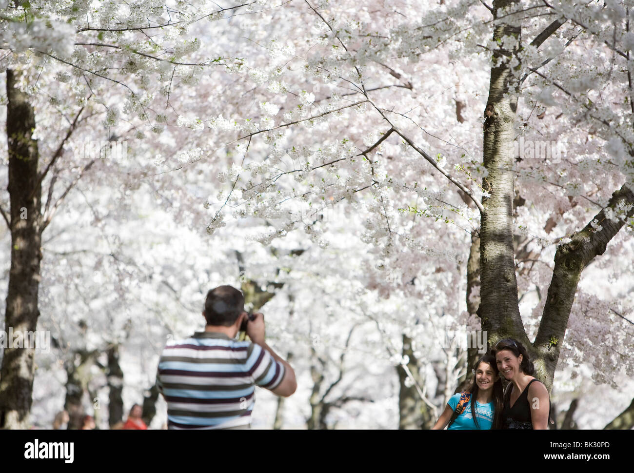 The Cherry Blossoms in Washington, DC. Stock Photo