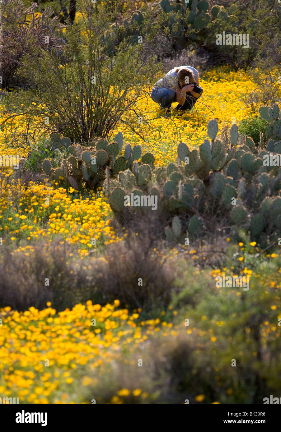 A woman takes pictures of wildflowers in Arizona. The flowers are Mexican Poppies and are blooming in Saguaro West National Park Stock Photo