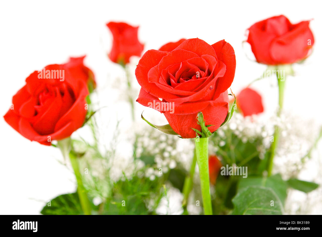 Red rose cutout hi-res stock photography and images - Alamy
