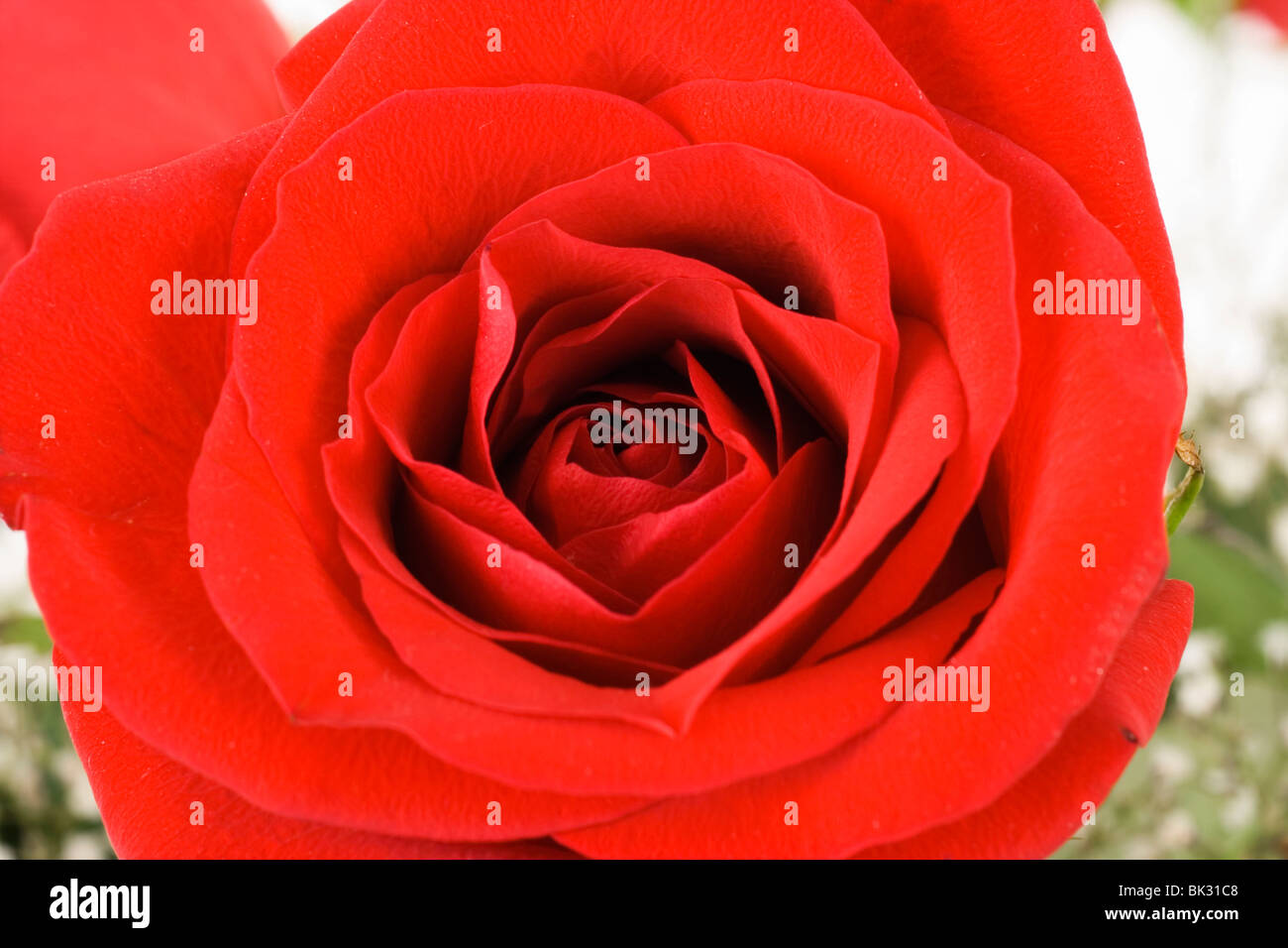 Red rose cutout hi-res stock photography and images - Alamy