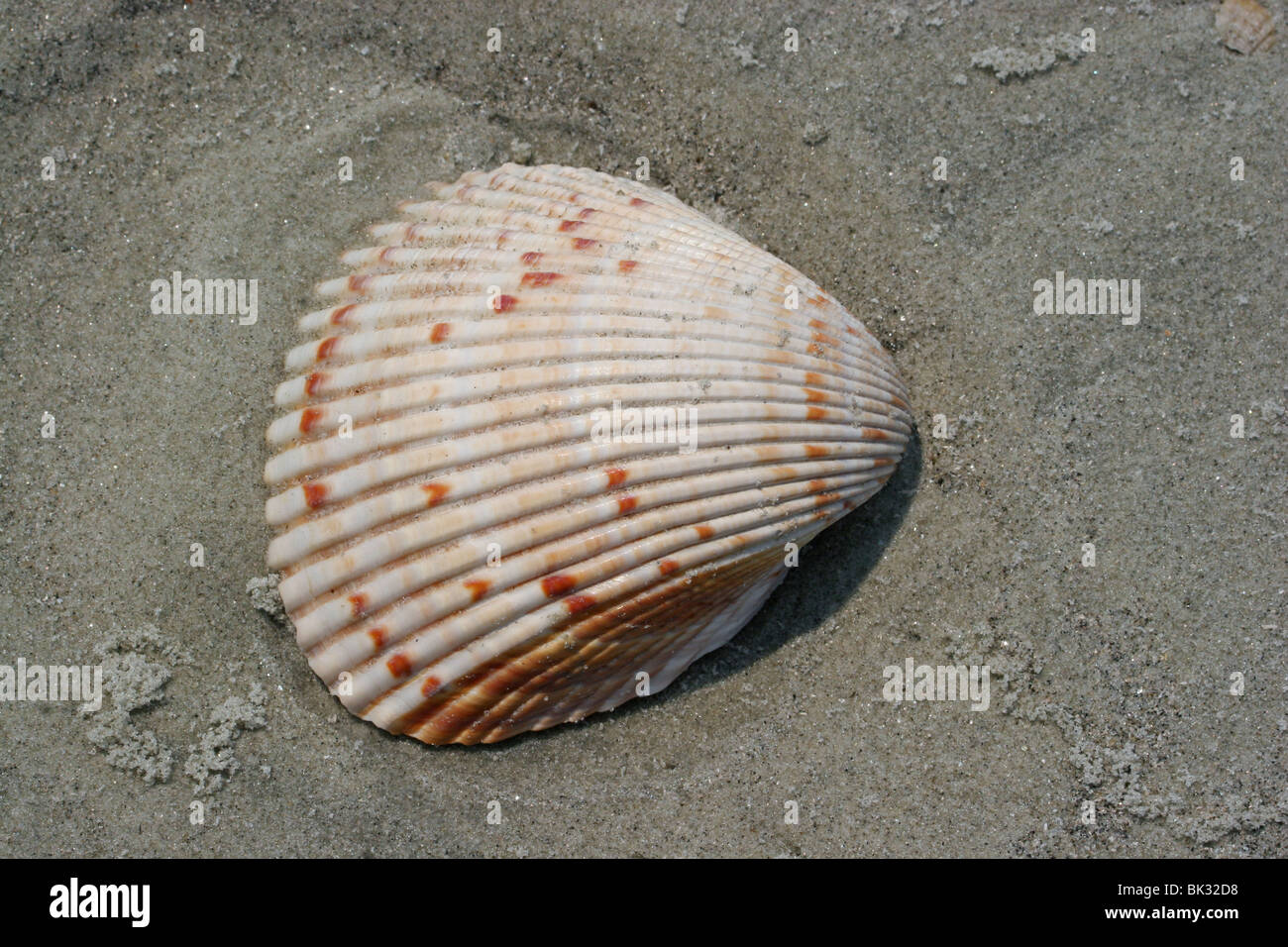 Cockle Shell on beach Atlantic Ocean Southeastern USA by Dembinsky Photo Assoc Stock Photo