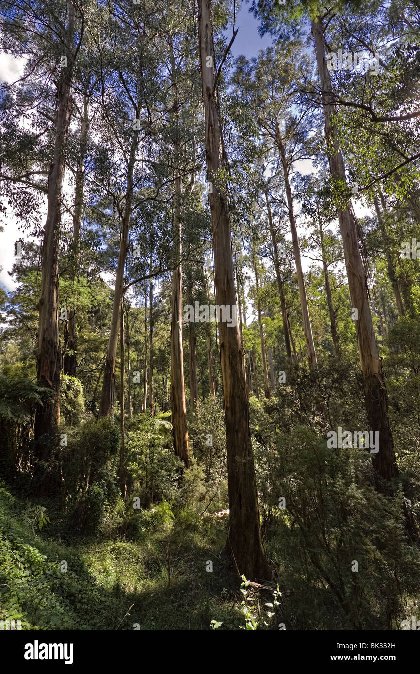 Tall eucalyptus trees rise from a valley in Dandenong Ranges National Park, Victoria, Australia Stock Photo