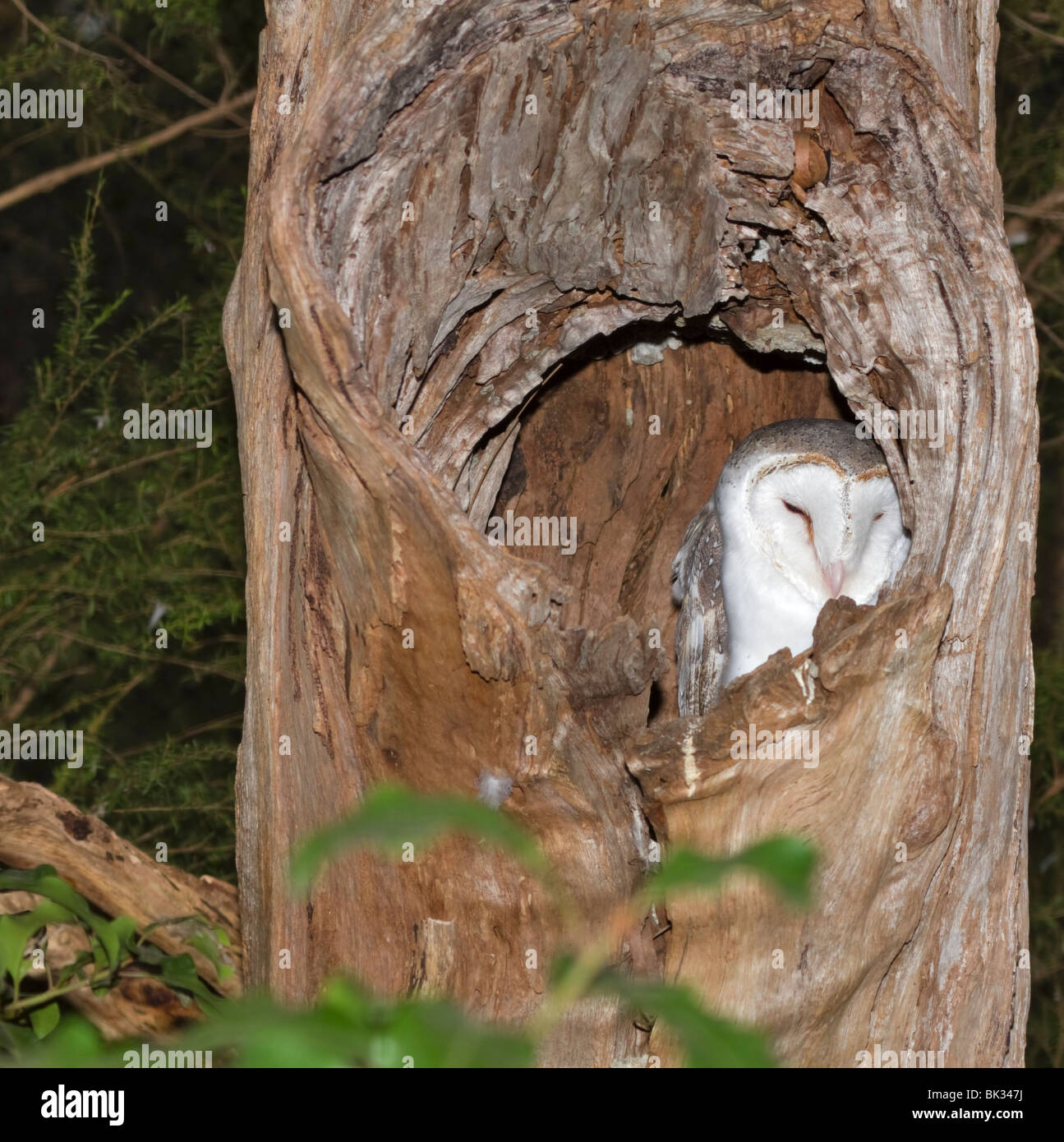 Barn Owl (Tyto alba) asleep in a hollow tree Stock Photo