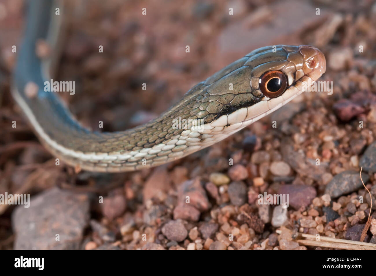 Peninsula ribbon snake, Thamnophis sauritus sackenii, green phase ...
