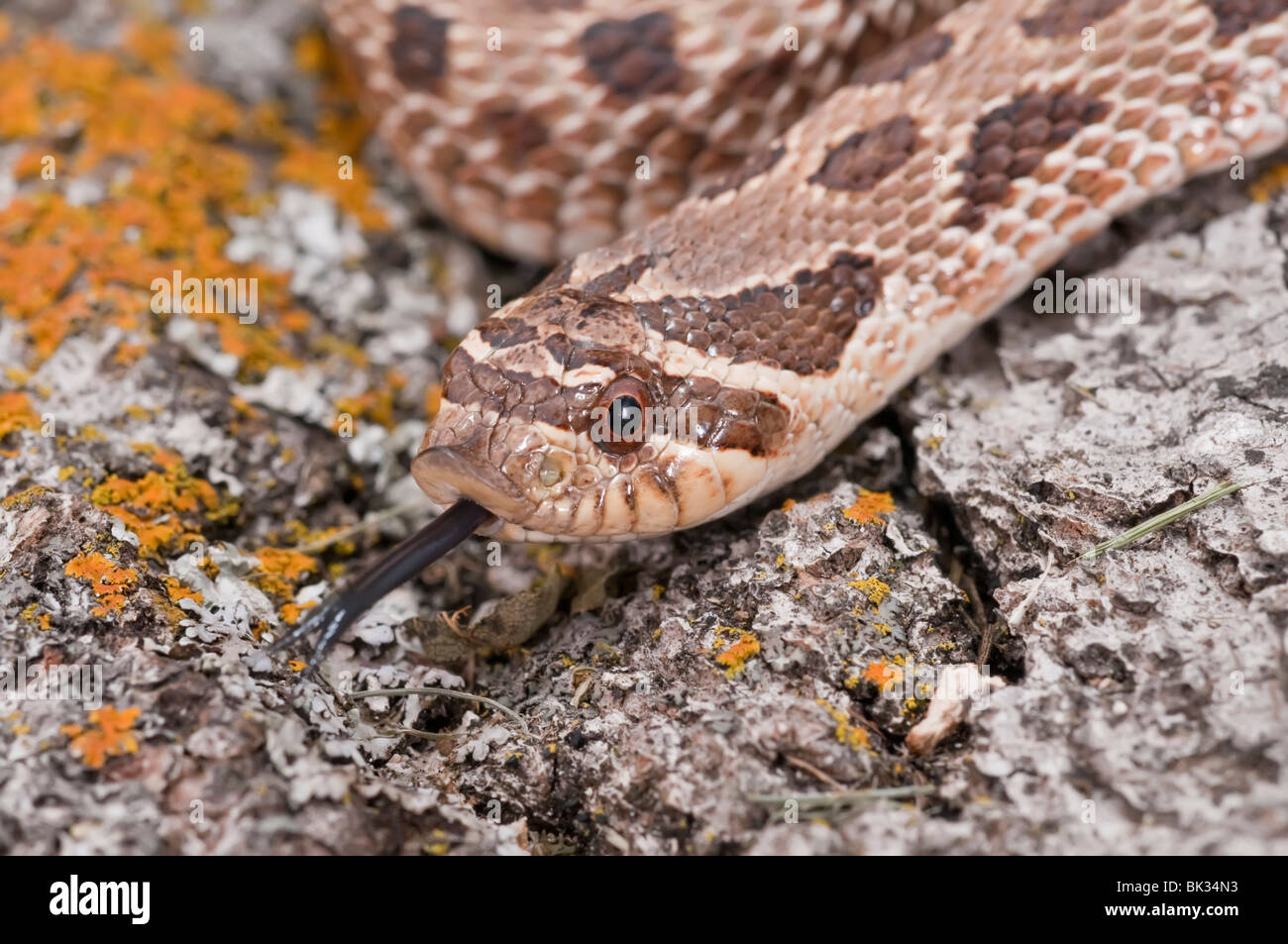 Western hognose snake, Heterodon nasicus nasicus, rearfanged venomous