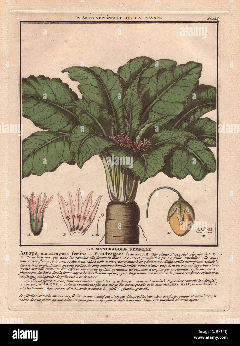 Female mandrake plant (Atropa mandragora or Mandragora officinarum). Stock Photo