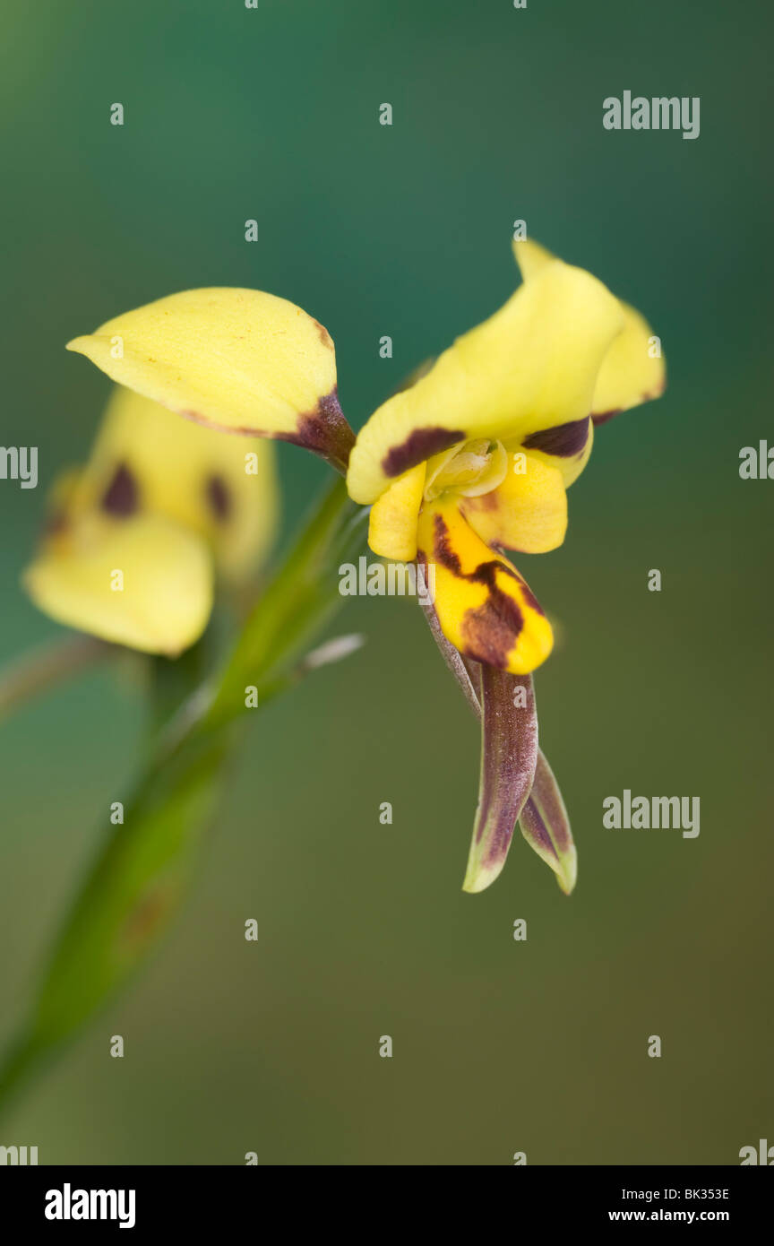 Australian native hornet or tiger orchid flower Stock Photo