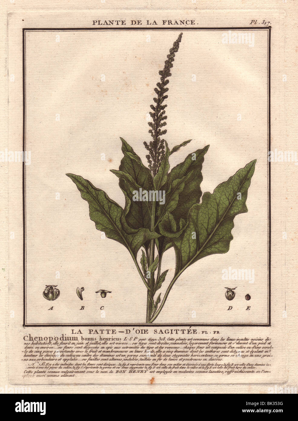 Good King Henry (Chenopodium bonus-henricus). Stock Photo