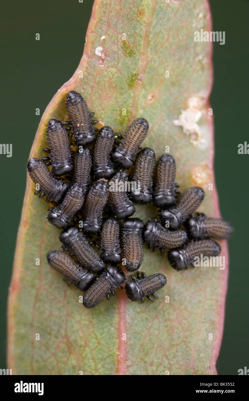 A cluster of eucalyptus leaf beetle larvae which can defoliate trees