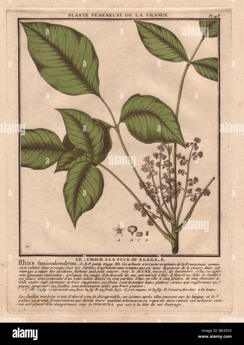 Poison ivy (Toxicodendron radicans) sumac grimpant  Le sumach a la puce ou a la gale (Rhus toxicodendron) Stock Photo