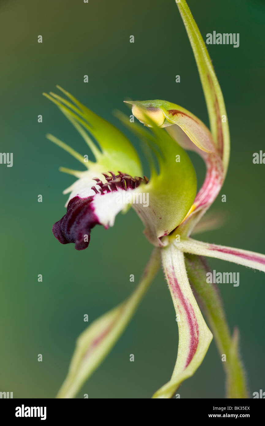 Australian greencomb spider orchid also known as mantis orchid Stock Photo