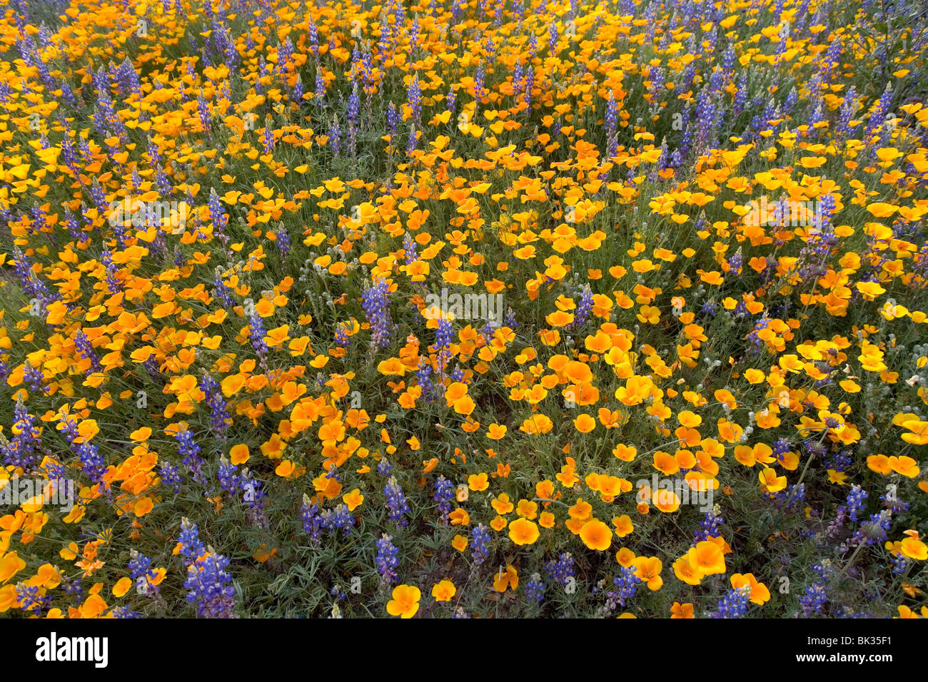 A large field of orange and yellow poppies and purple lupines at Catalina State Park near Tucson, Arizona. Stock Photo