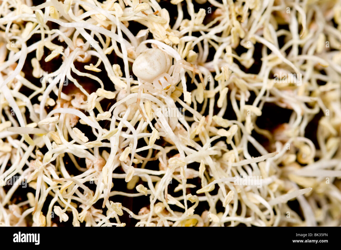 Camouflaged flower or crab spider on Australian grasstree (Xanthorrhoea) flower Stock Photo