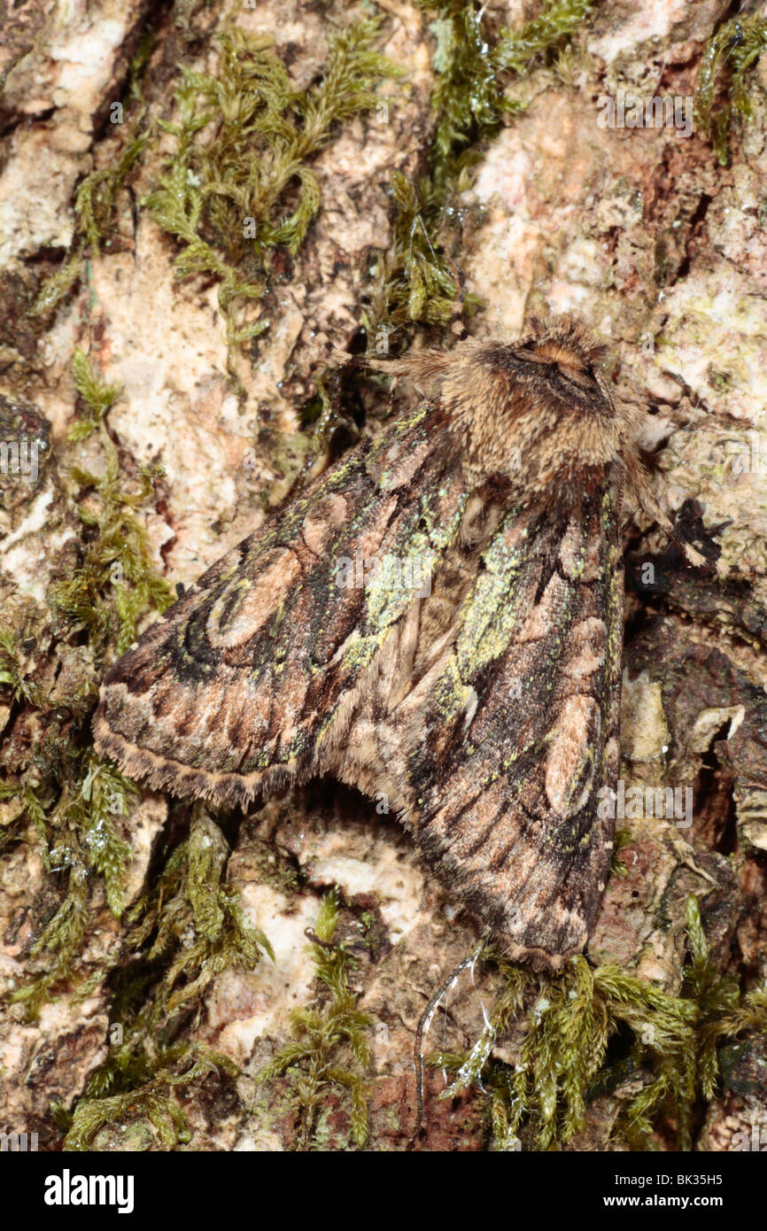 Green-brindled Crescent (Allophyes oxyacanthae) adult moth resting on the bark of an oak tree. Powys, Wales. Stock Photo