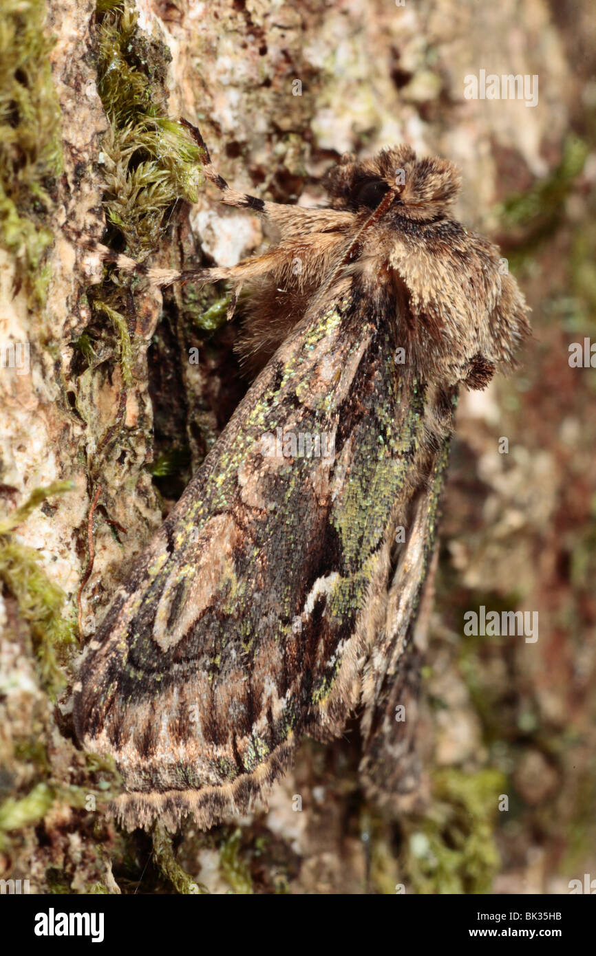 Green-brindled Crescent (Allophyes oxyacanthae) adult moth resting on the bark of an oak tree. Powys, Wales. Stock Photo