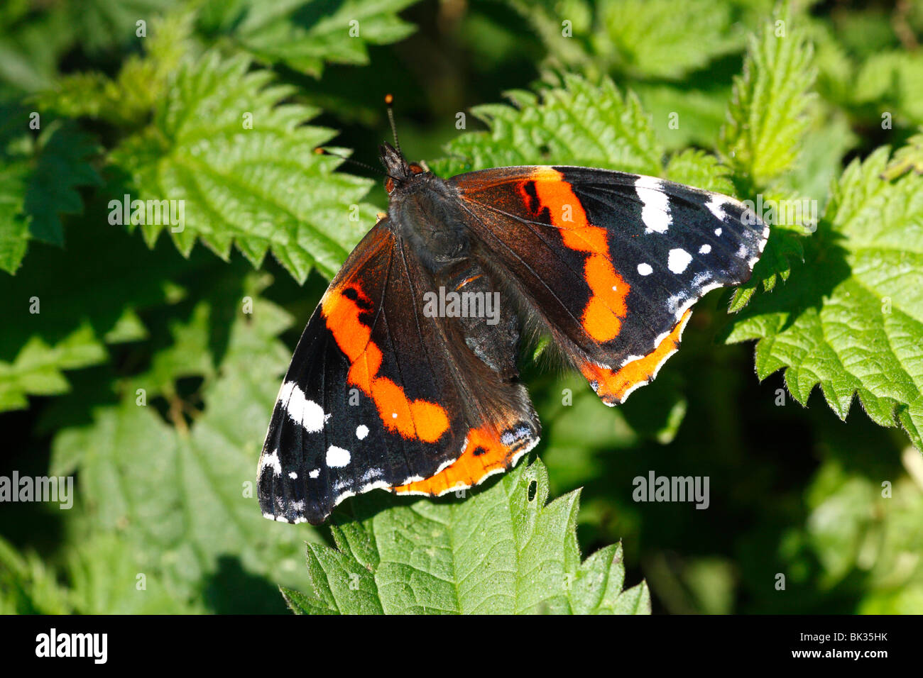 Red Admiral Butterfly (Vanessa atalanta) basking on nettle leaves. Powys, Wales. Stock Photo