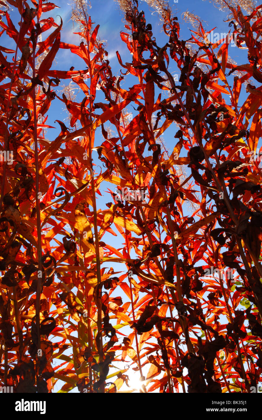 Rose-bay Willow-herb (Epilobium angustifolium) in Autumn. Powys, Wales. Stock Photo
