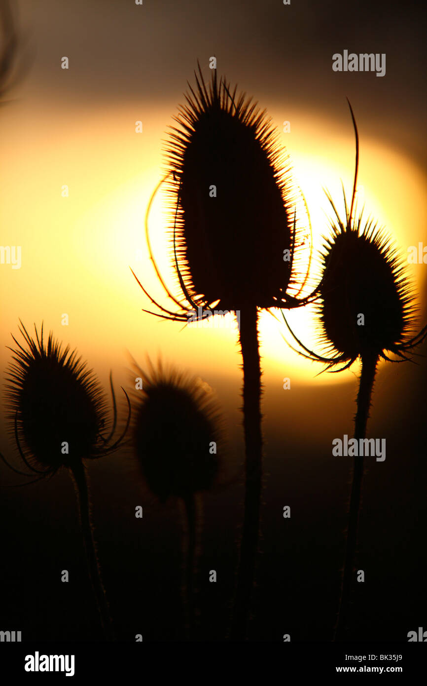 Seedheads of Common Teasel (Dipsacus fullonum) at Dawn on a foggy morning. Powys, Wales. Stock Photo