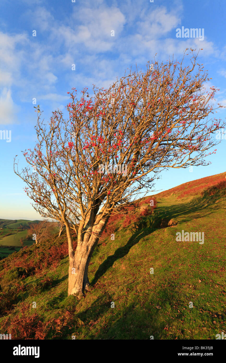 Rowan or Mountain Ash tree (Sorbus aucuparia) with berries on a hillside. Powys, Wales. Stock Photo