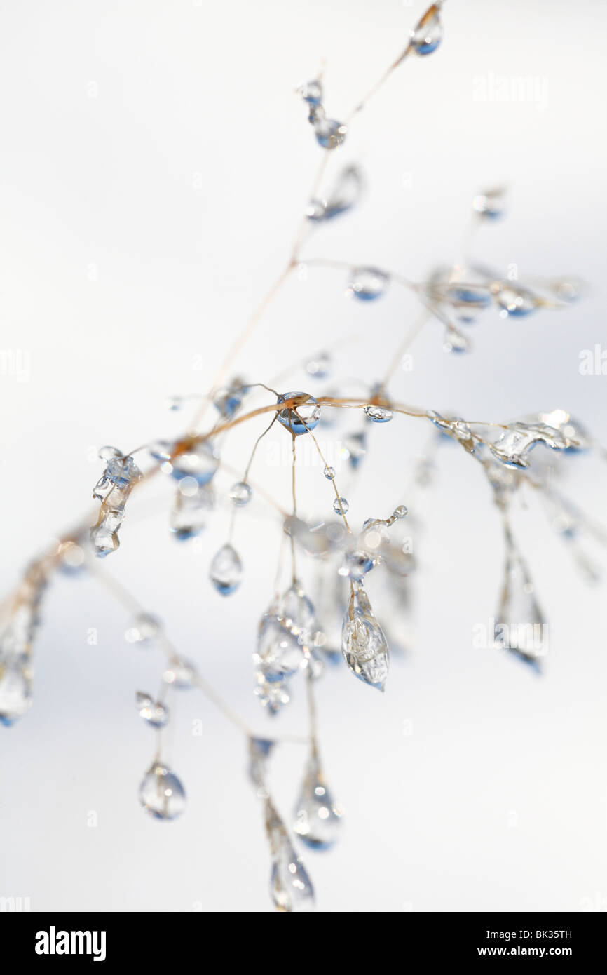 Ice on a seedhead of Fescue grass, against a background of snow. Powys, Wales. Stock Photo