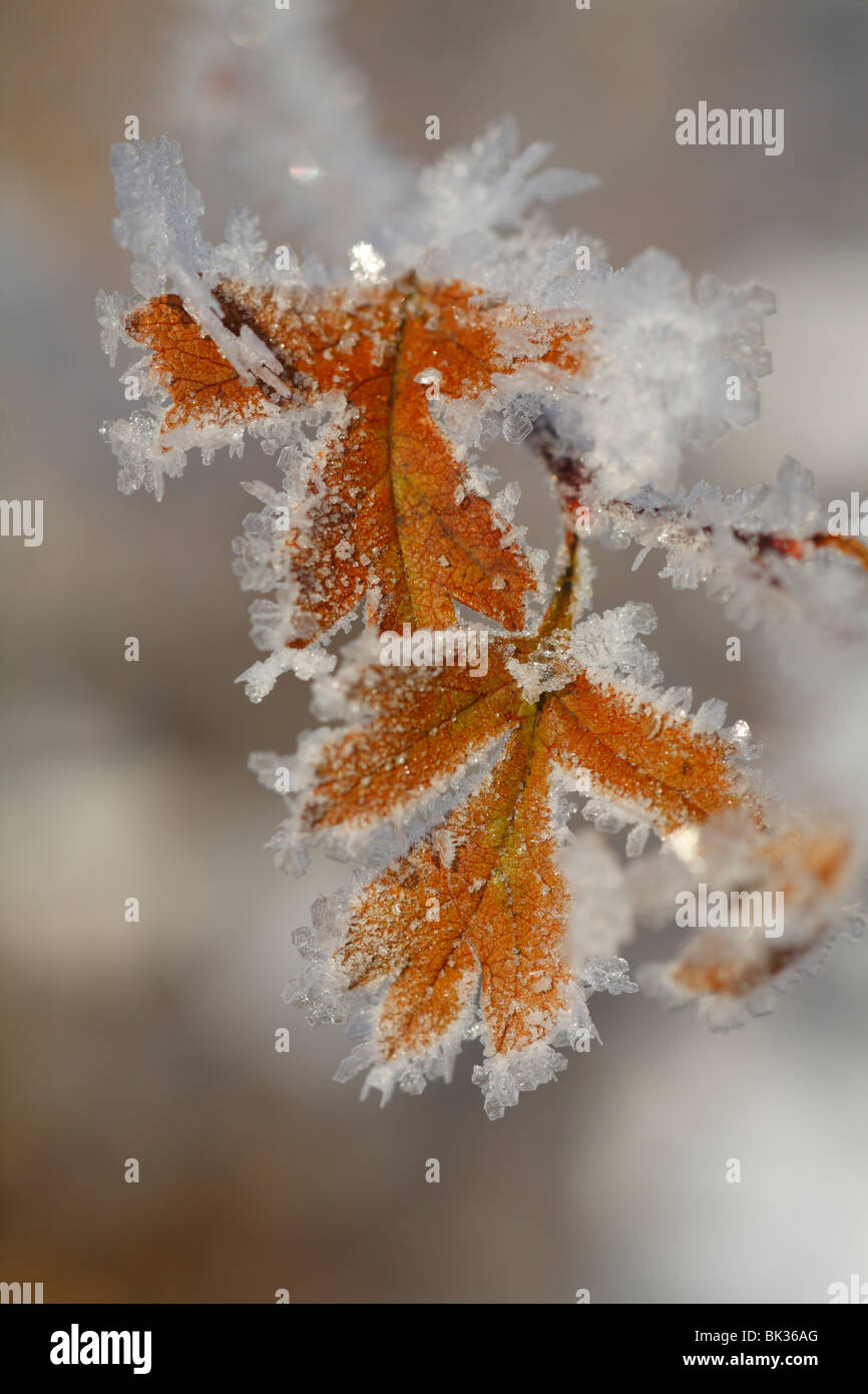 Hoar frost on leaves of Common Hawthorn (Crataegus monogyna). Powys, Wales Stock Photo