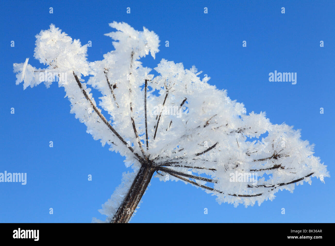 Hoar frost on a seedhead of Hogweed (Heracleum sphondylium). Powys, Wales. Stock Photo