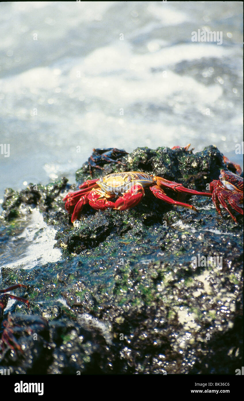 Sally Lightfoot Crab Stock Photo