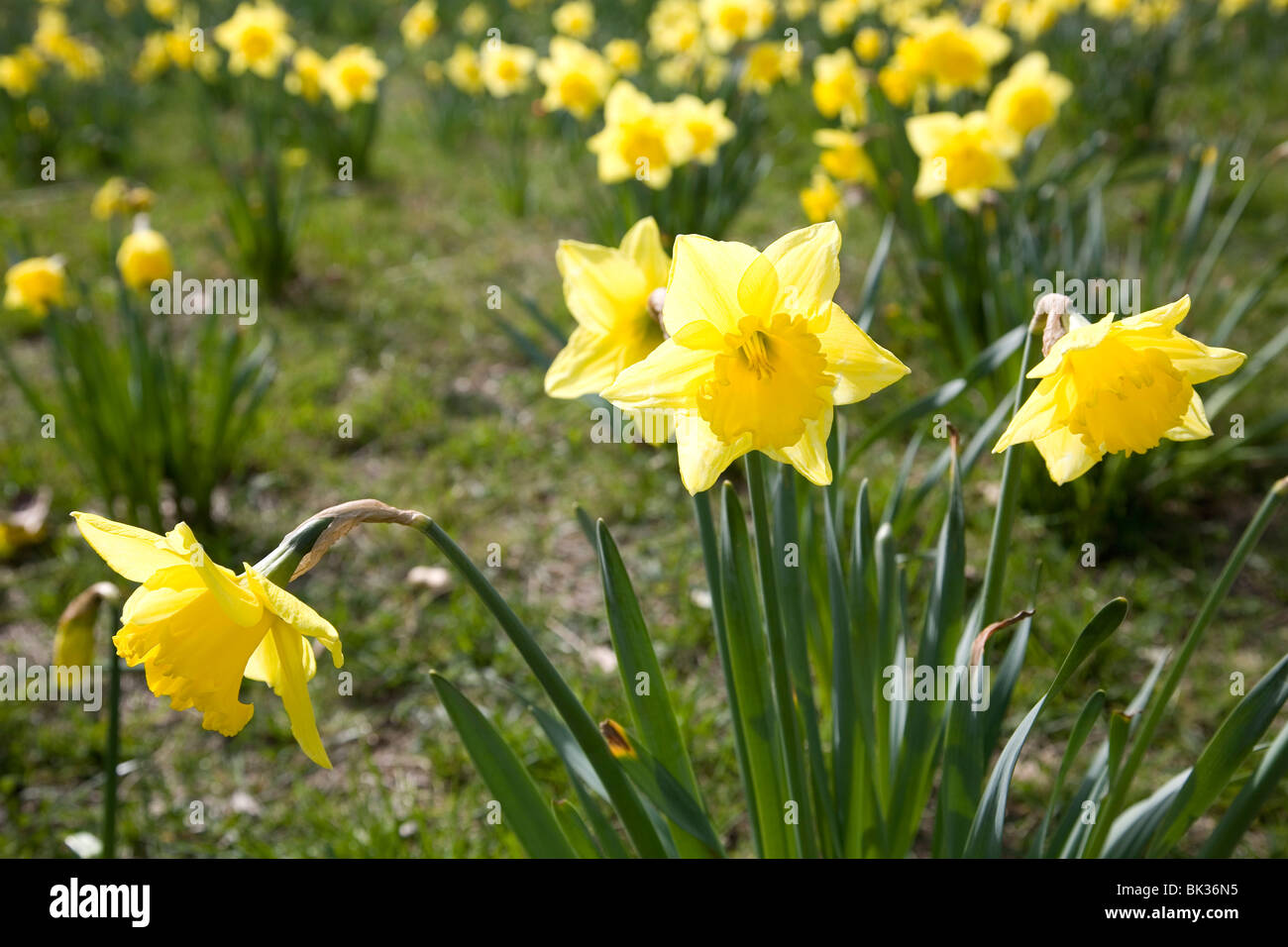 Field of Daffodils Stock Photo Alamy