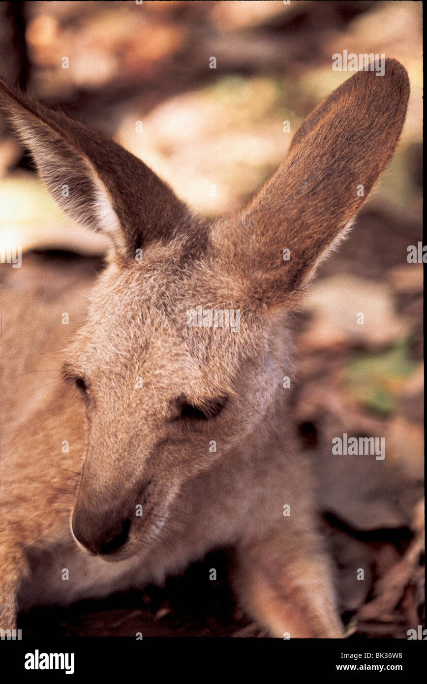 Kangaroo at the Cairns, Australia, Zoo Stock Photo Alamy